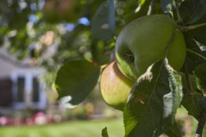 Garden- click for photo gallery